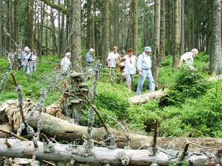 Bannwaldführung auf dem Kaltenbronn Eine Gruppe von Menschen im verwilderten Bannwald