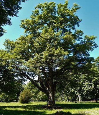 alter großer Laubbaum